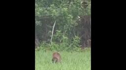 Baby Alligator and Bobcat fight it out in a Florida backyard