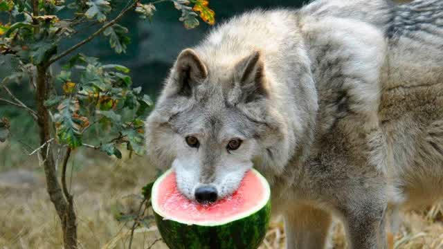 Wolves eating watermelon