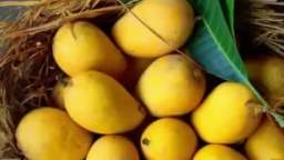 2 Benefits of Mango