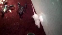 Scorpion Kills Mouse
