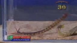 Japanese Bug Fights: Egyptian Golden Scorpion vs. Tanzania Flat Tail Centipede (S01E16)