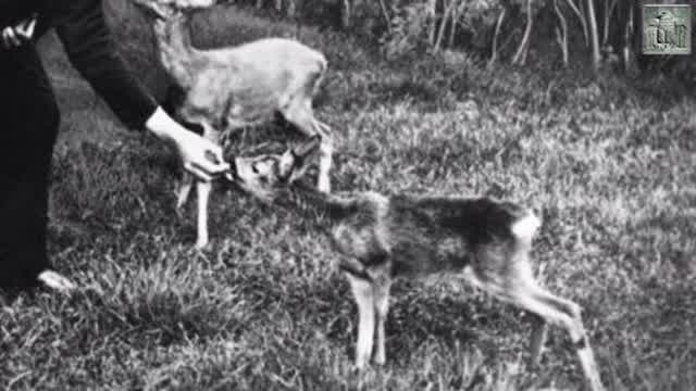 Adolf Hitler - Defensor de los derechos de los animales Adolf Hitler - Defensor de los derechos de los animales