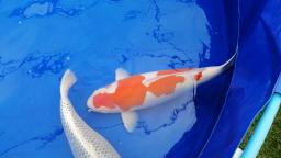 Pretty much the runner-up to the top prize - BKKS National Koi Show 2019