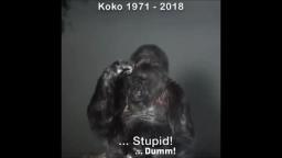 Koko - ein Gorilla. -