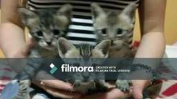 Cats Of Google + 1