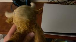 Mr. Horns watches his past self watching the PS5 trailer (preview)