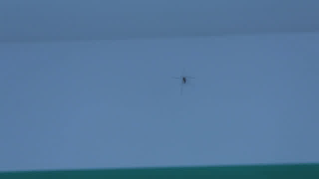 operation mosquito