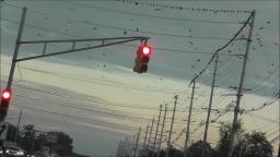 A SWARM OF BIRDS IN NEW JERSEY