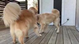 Dogs Fighting