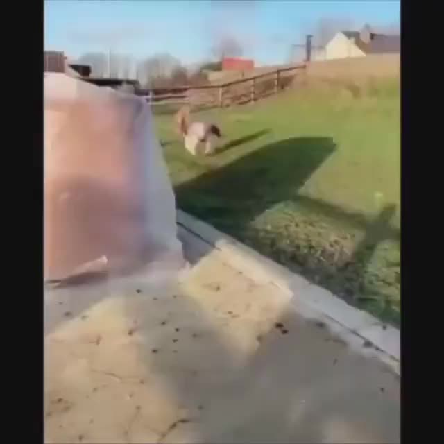 dumbass mf horse