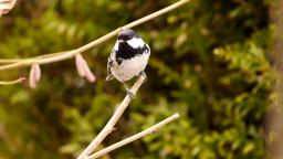 Coal tit - Tannenmeise 🍂🍂