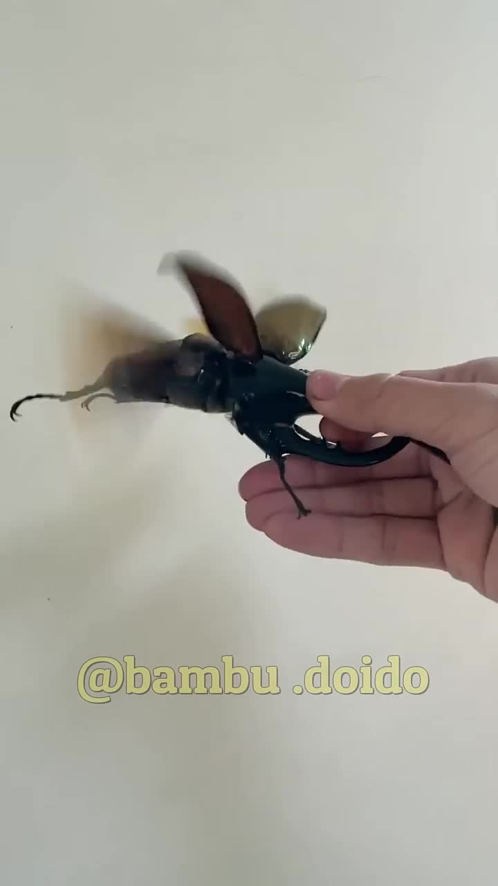 Besouro Gigante #besouro #viralreels #viral