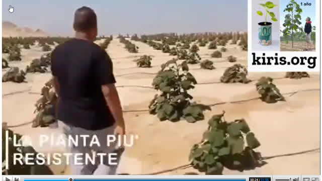 Kiris en el desierto Egipto en la arena