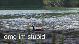 youtube poop ducks in the river bloopers