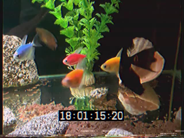 Let’s talk about fishes.