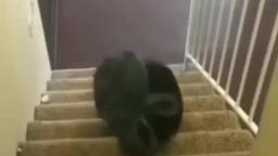 RANDOM VIDS THAT I FOUND ON TIKTOK #12
