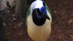 green jay sings at bird park 🐦