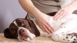Dog Therapy and Massage_ Learning Why It Works