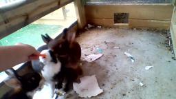 My Pet Rabbits Eating Carrots