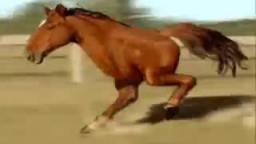 Two legged horse