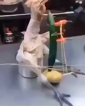 chicken playing a violin