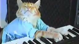 Charlie Schmidts Keyboard Cat!