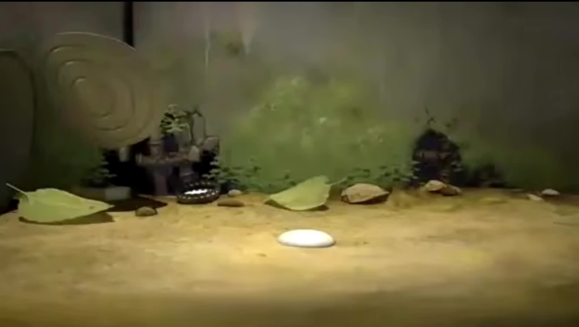 Larva - Ice Cream