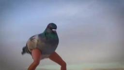Dancing leg Pigeon