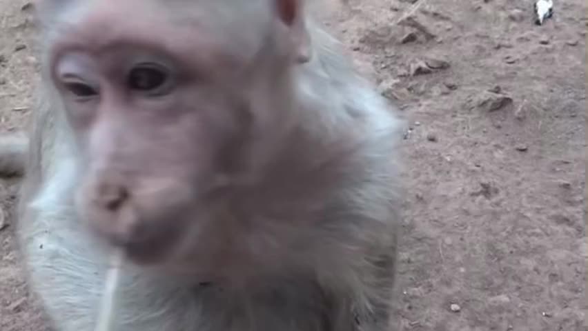 MONKEY CAUGHT SMOKING IT ON LIVE FILM!!!