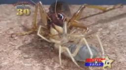Japanese Bug Fights: Sia Ferox vs. Camel Spider (S01E01)