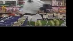 Never trust a horse Never trust a horse