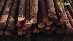 Buy Woodpoles