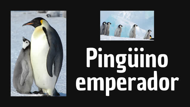 Pingüino emperador
