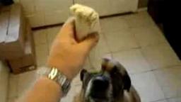 Dog eats Bean Burrito in 1 second