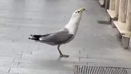 VERY HUNGARY SEAGULL EAT RAT WHOLE!!!! OMG!!1