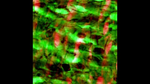 Incalzando - Bull of Heaven (full album)