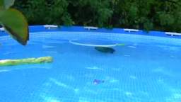 Dobby the capybara swims in his new pool