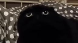 This Black Cat