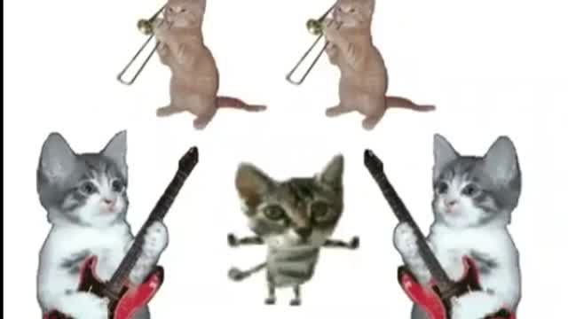 😿 Gatti giapponesi che festeggiano