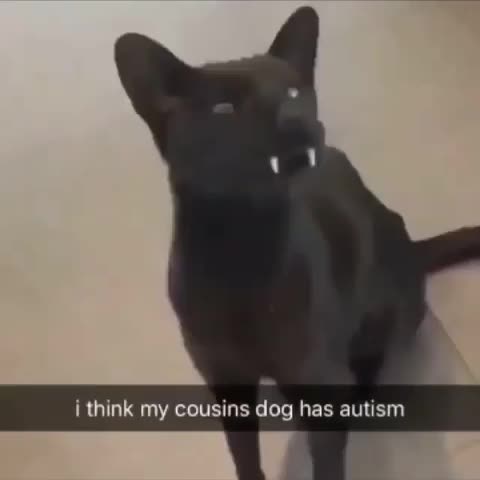 something isn't right for cat