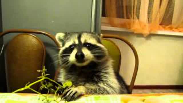 Raccon eating grapes