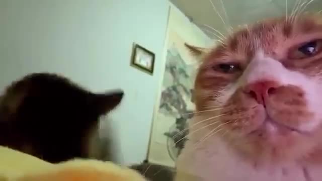 gato lutando meme