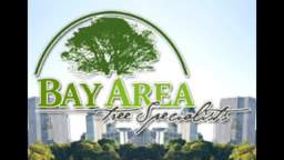 Professionals Tree Trimming in San Jose CA - Bay Area Tree Specialists (408) 836-9147