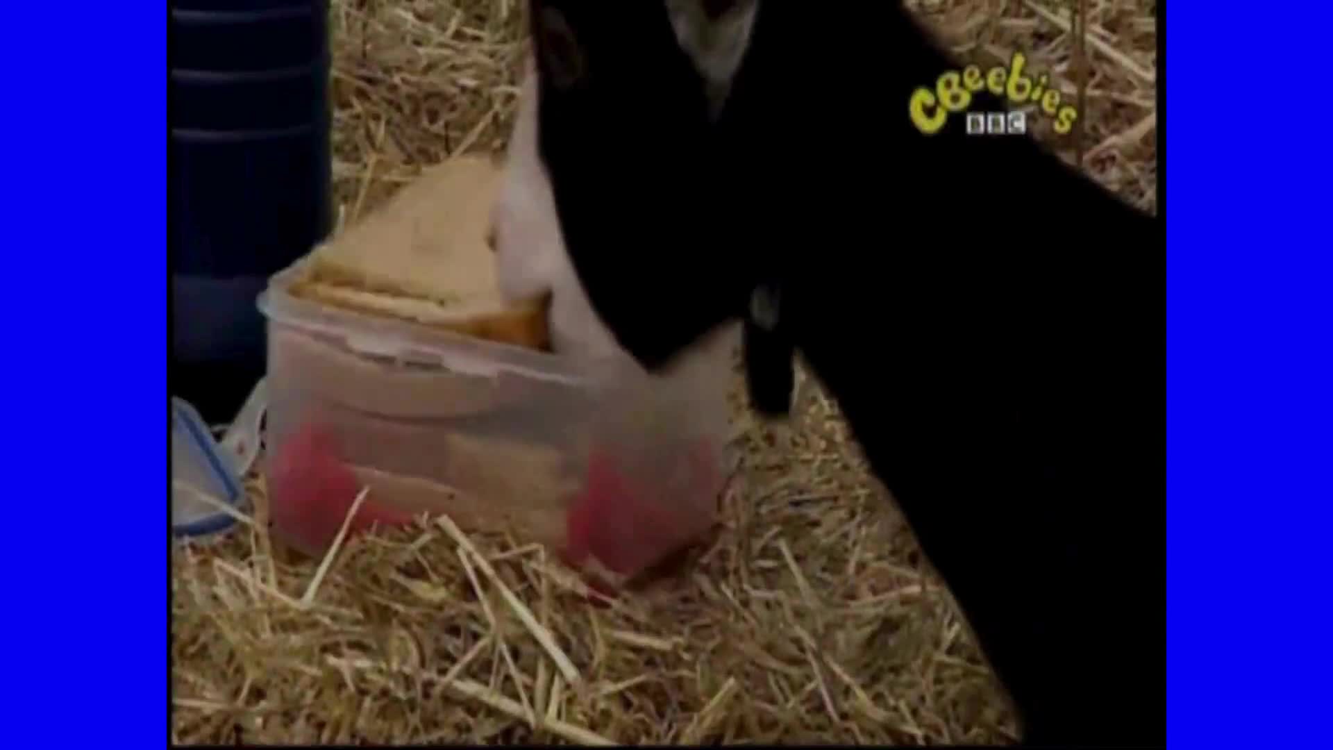 Big Barn Farm - Día caluroso y pegajoso / Episodio Completo (Español Latino)