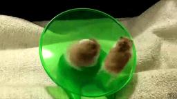 You Spin Me Round (Like A Record)... with hamsters.