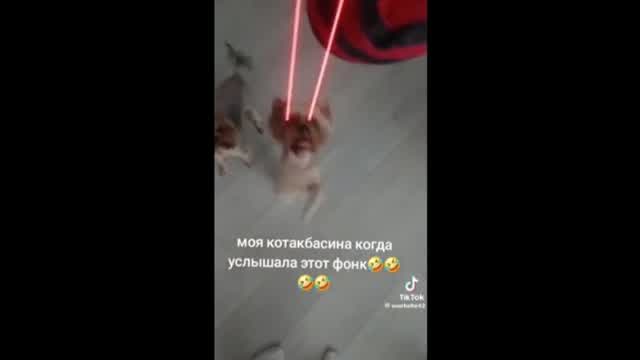 Funny crazy russian dog pulling laser beams out of eyes