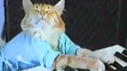 Charlie Schmidts Keyboard Cat! - THE ORIGINAL! - REUPLOADED