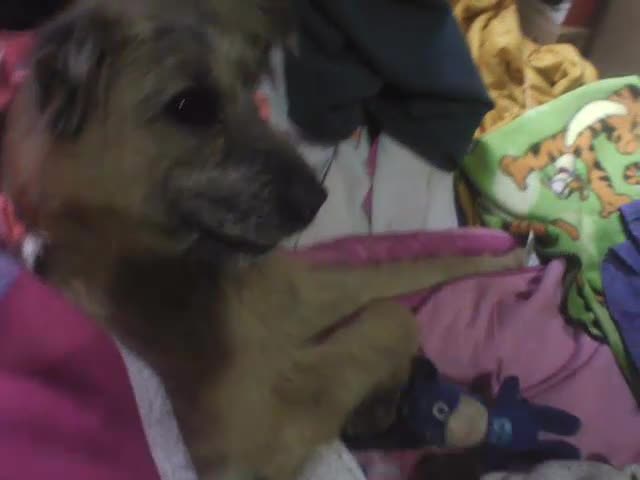 perro pdnj se enoja con su reflejo.MP4