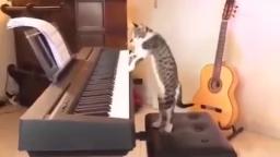 Cat Playing Piano