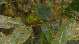 Kolibris im Anden-Nebelwald